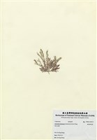 藏品(殖絲粉枝藻)的圖片